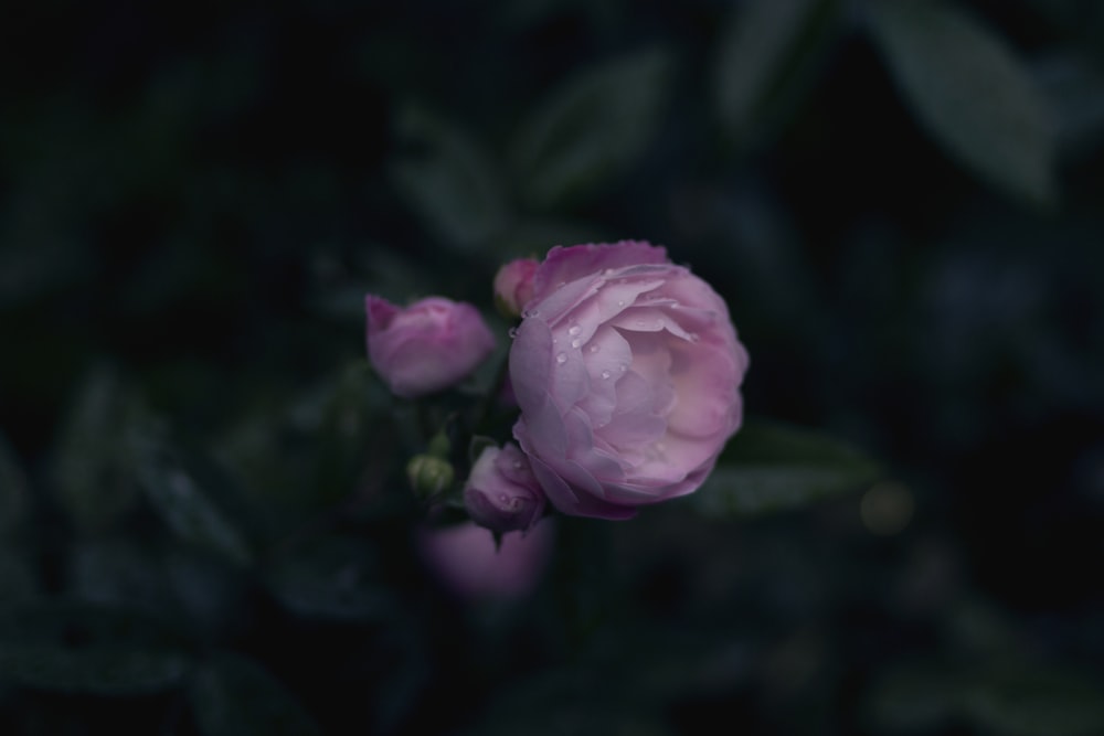 foto de foco seletivo de rosas cor-de-rosa