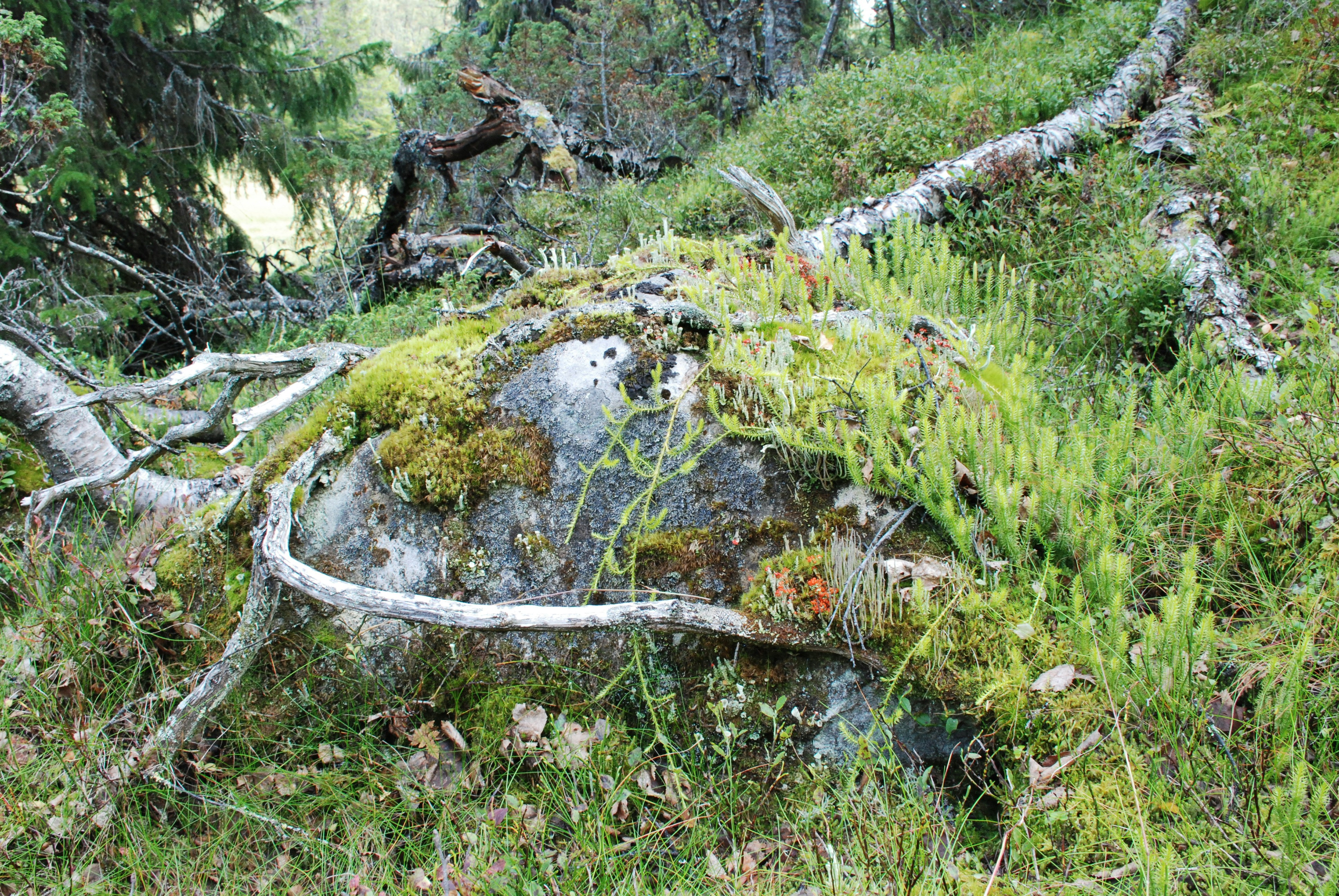 挪威的森林在线阅读，挪威的森林在线阅读完整版