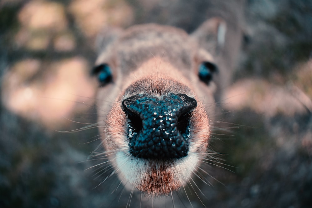 Un primer plano de la nariz de un canguro con un fondo borroso