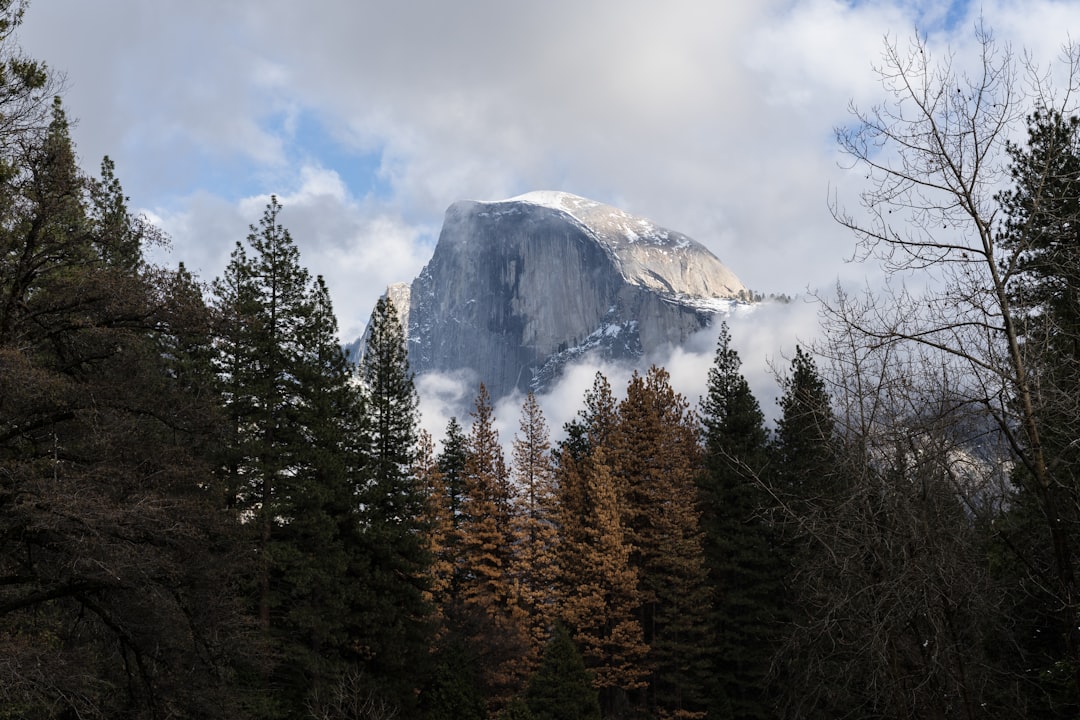 pine trees near mountain under white sky