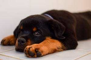 Premium Rottweiler Puppies