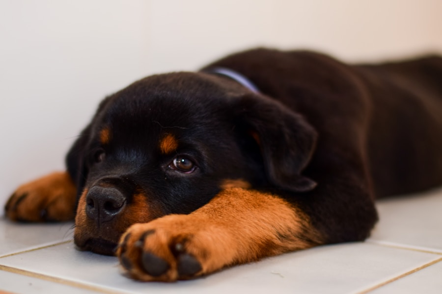 German Rottweiler Puppies for Sale – AKC Registered and Health Tested