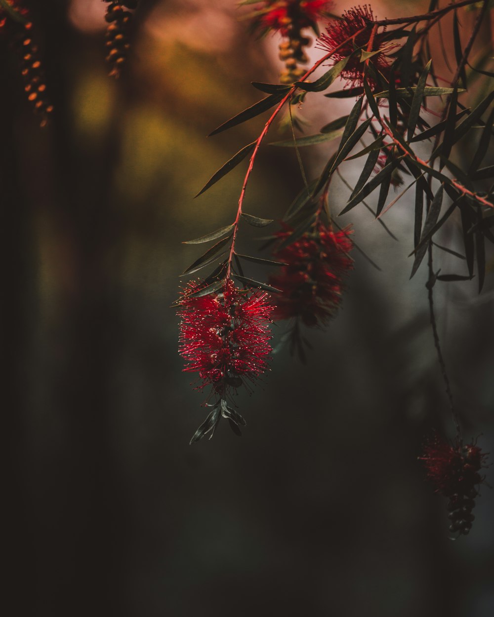 red flowers on green leafed plant