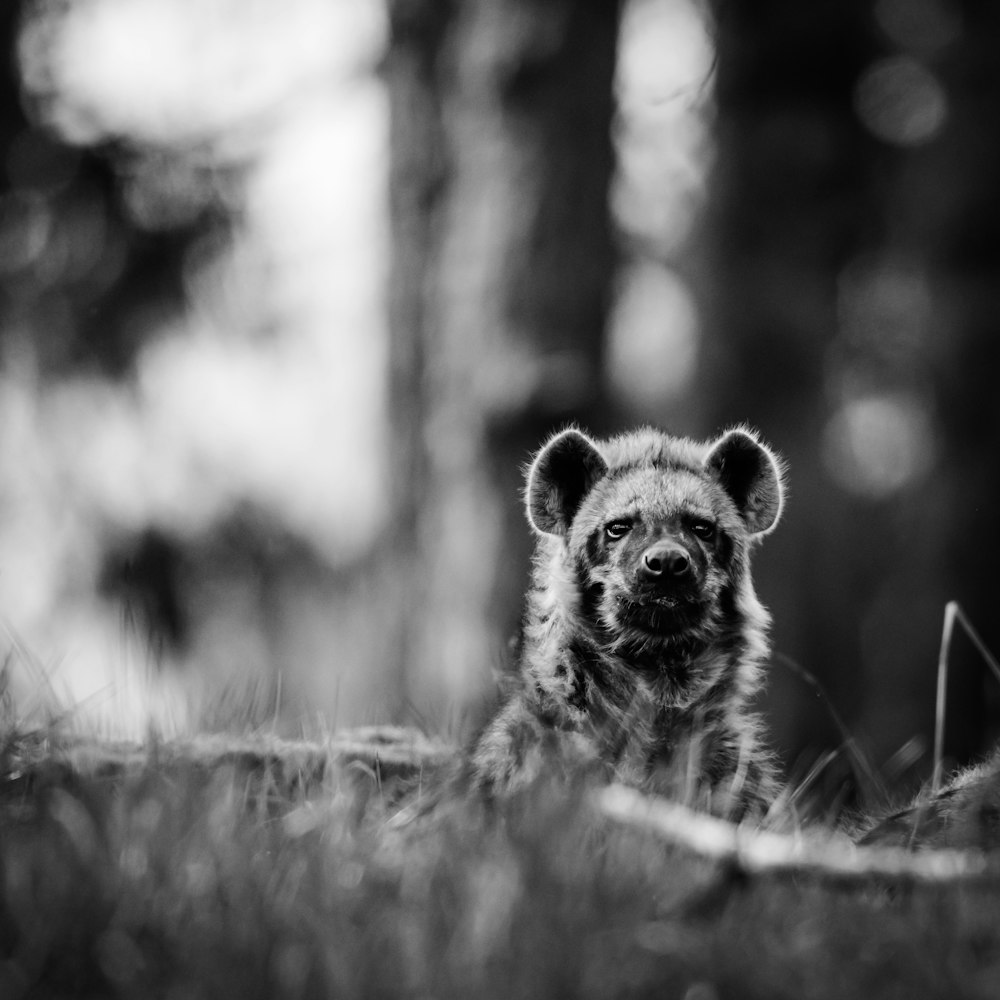 gray scale photography of hyena