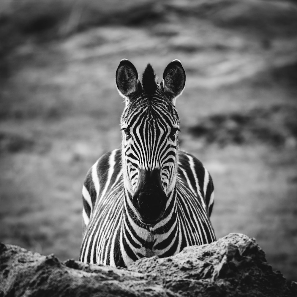 grayscale photo of zebra