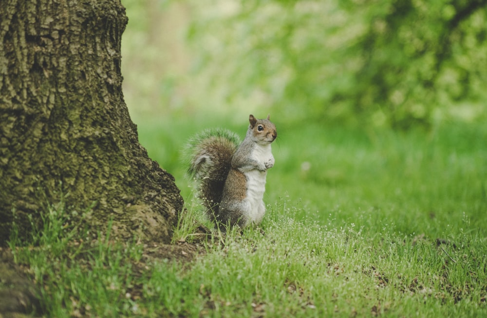 brown squirrel