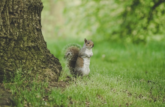 brown squirrel in Hyde Park United Kingdom