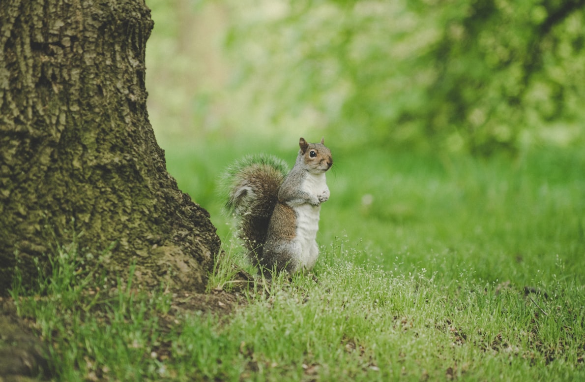 Image is of a curious squirrel sitting upright next to a tree
