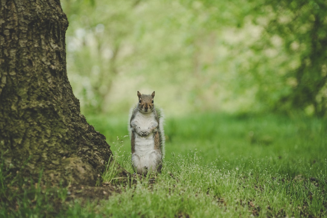 Wildlife photo spot Hyde Park Kent