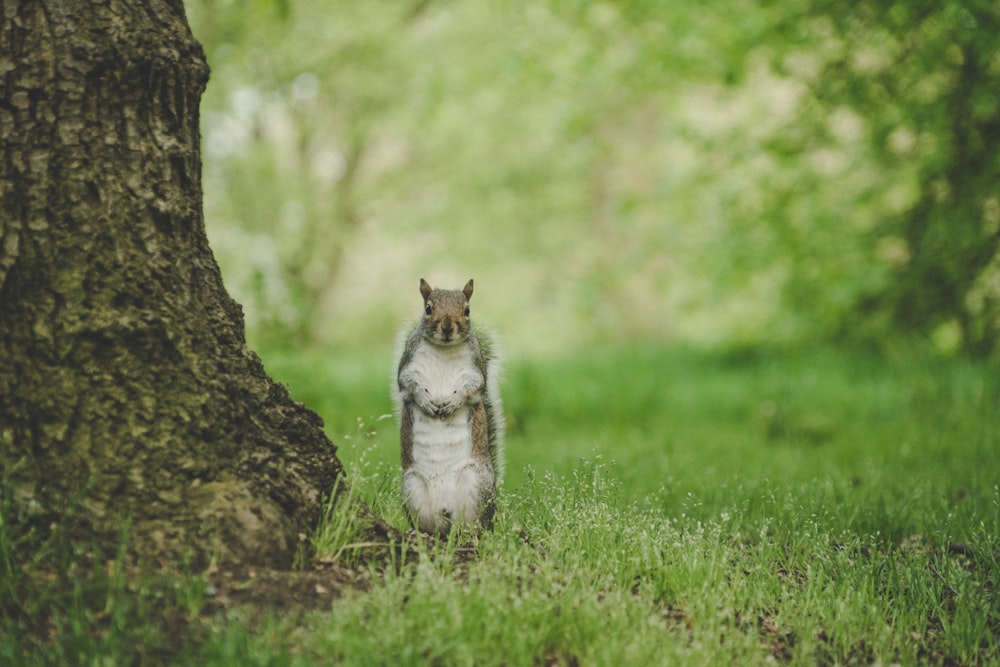 braunes und weißes Eichhörnchen in der Nähe von Baumstamm