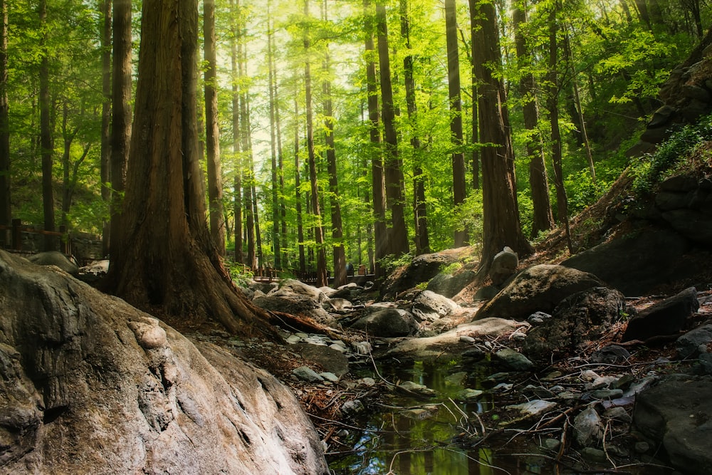 Fotografía de ángulo bajo de árboles en el bosque