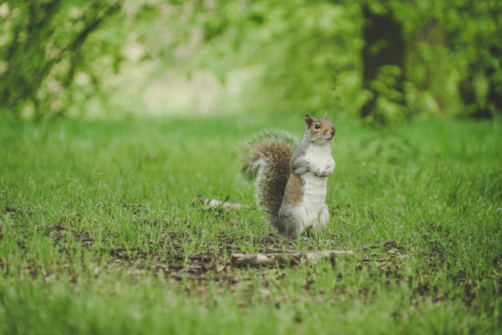 Eichhörnchen steht auf grünem Grasfeld