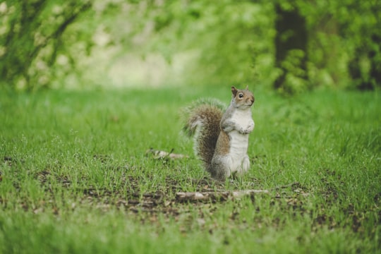 squirrel standing on green grass field in Hyde Park United Kingdom