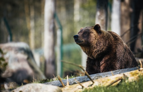 American brown bear