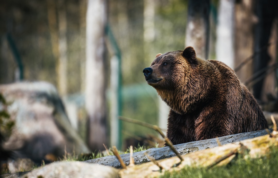 American brown bear,