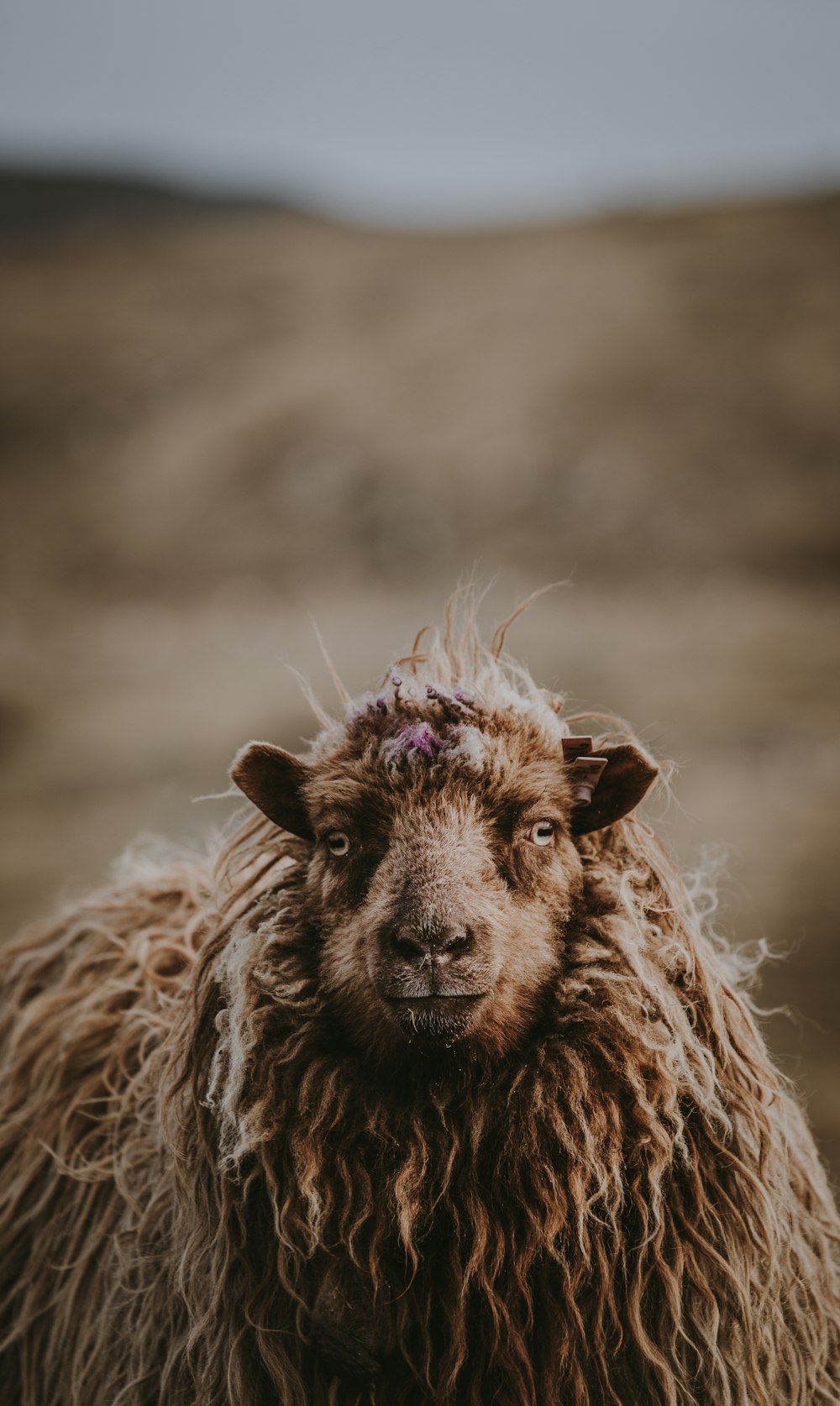 closeup of brown sheep