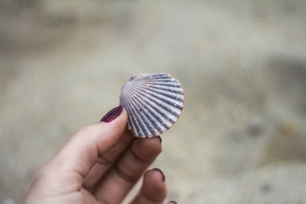 person holding gray seashell