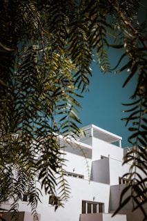 white painted house behind tree
