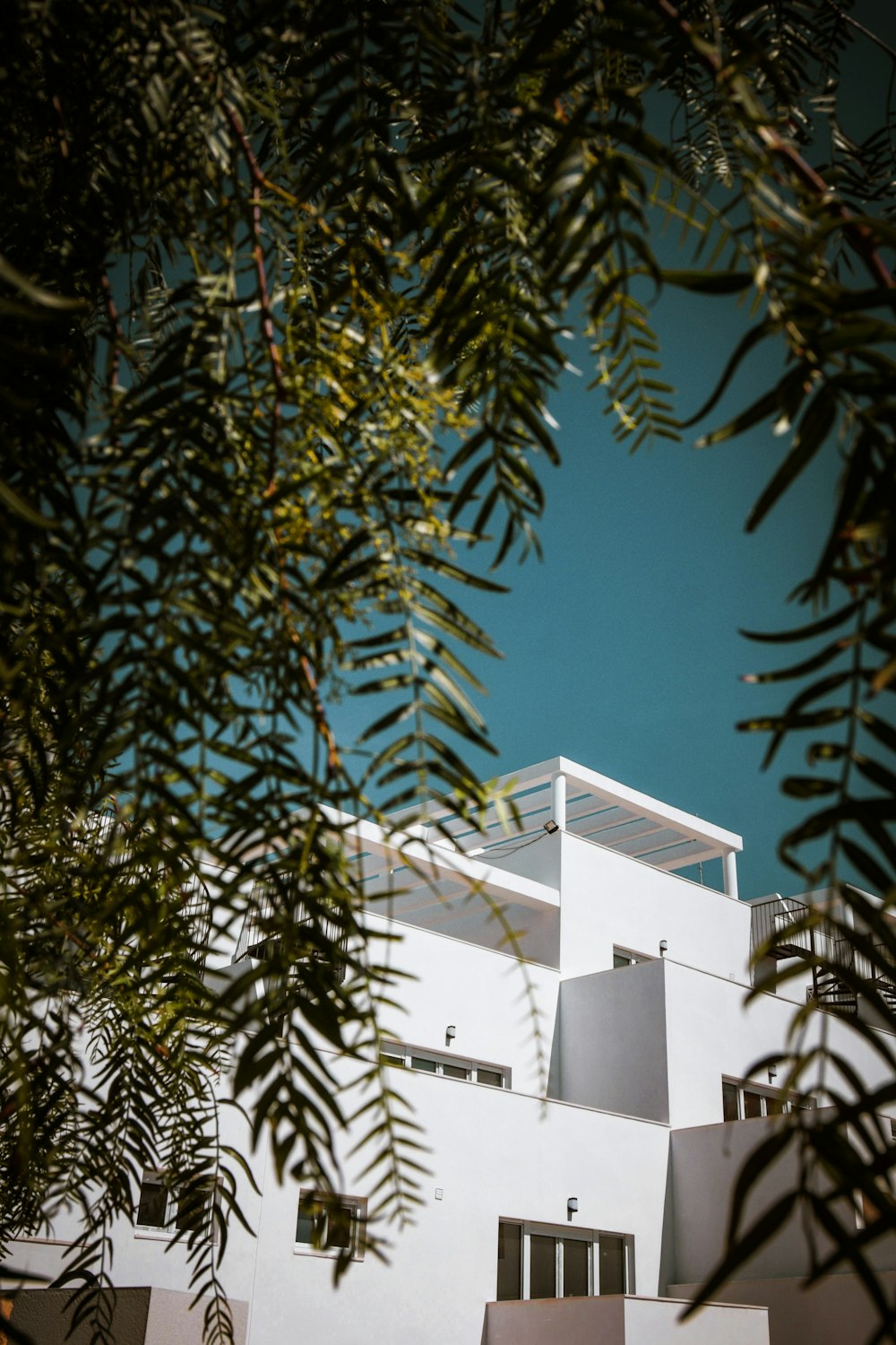 white painted house behind tree