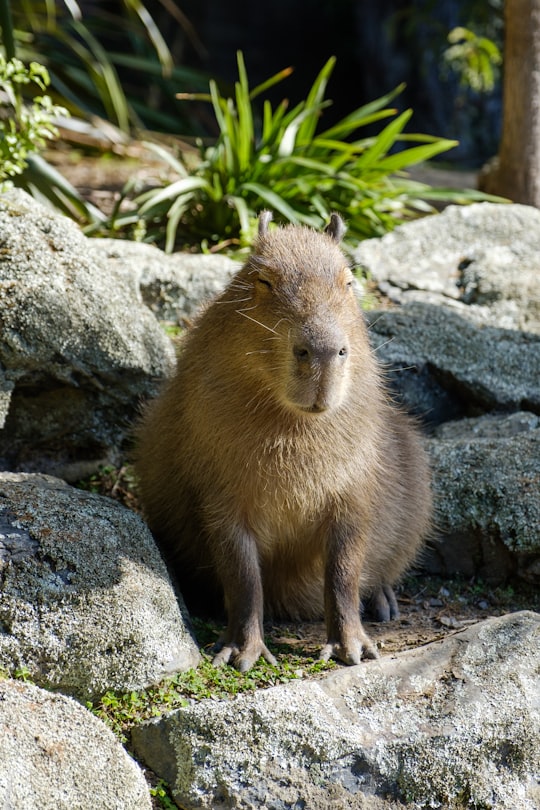 Wellington Zoo things to do in Makara