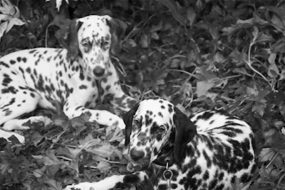 Two spotted dalmatian puppies playfully tumbling on green grass.