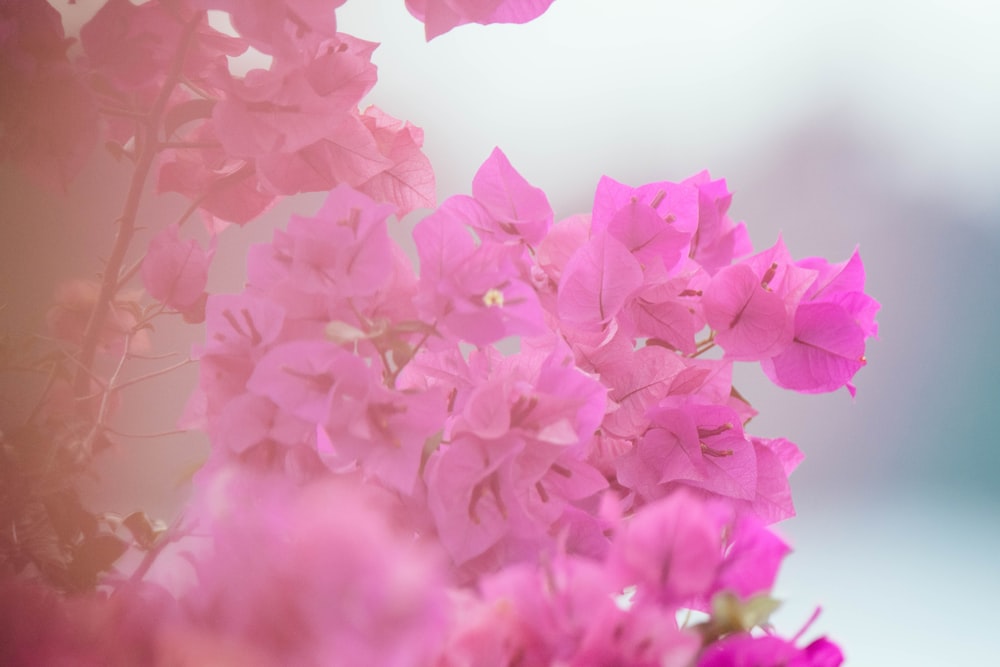 pink petaled flowers in closeup photography