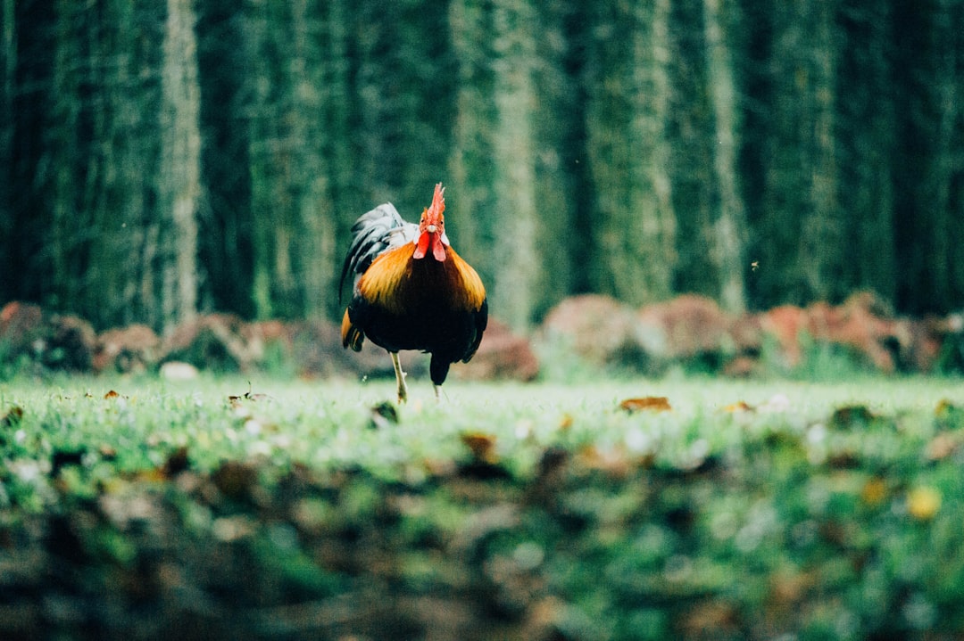 brown and black rooster walking on grass