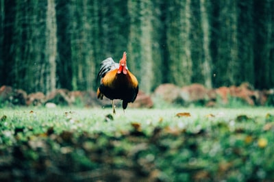 brown and black rooster walking on grass