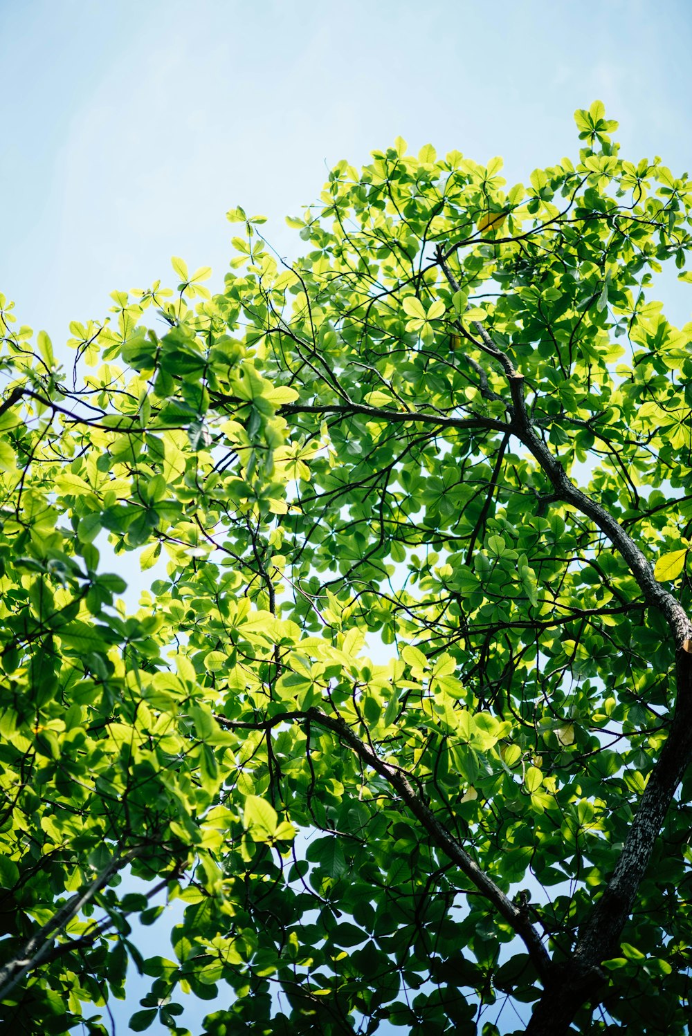 green leaf tree