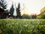 Wide view of a landscaped yard with lush plants and irrigation.