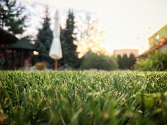 A wide shot of a lush backyard with tall, leafy trees and a perfectly manicured lawn.
