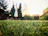 Wide view of a lush green lawn freshly installed in a sunny Plovdiv garden.