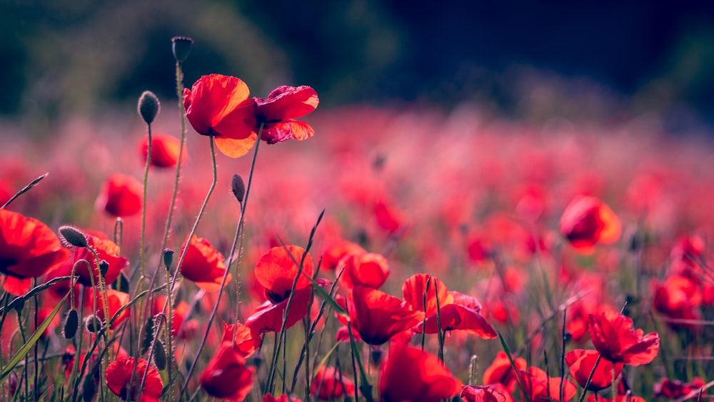 赤い花のセレクティブフォーカス写真
