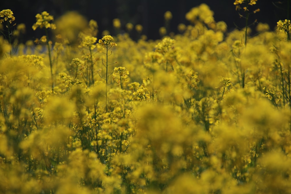 selective focus photography of yellow petaled flower