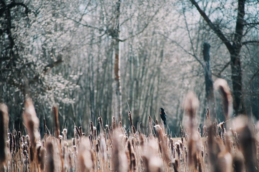 brown grass near trees