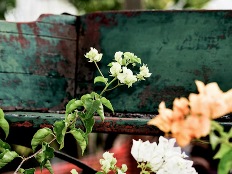 A vibrant display of fresh natural products surrounded by green leaves and bright orange flowers.