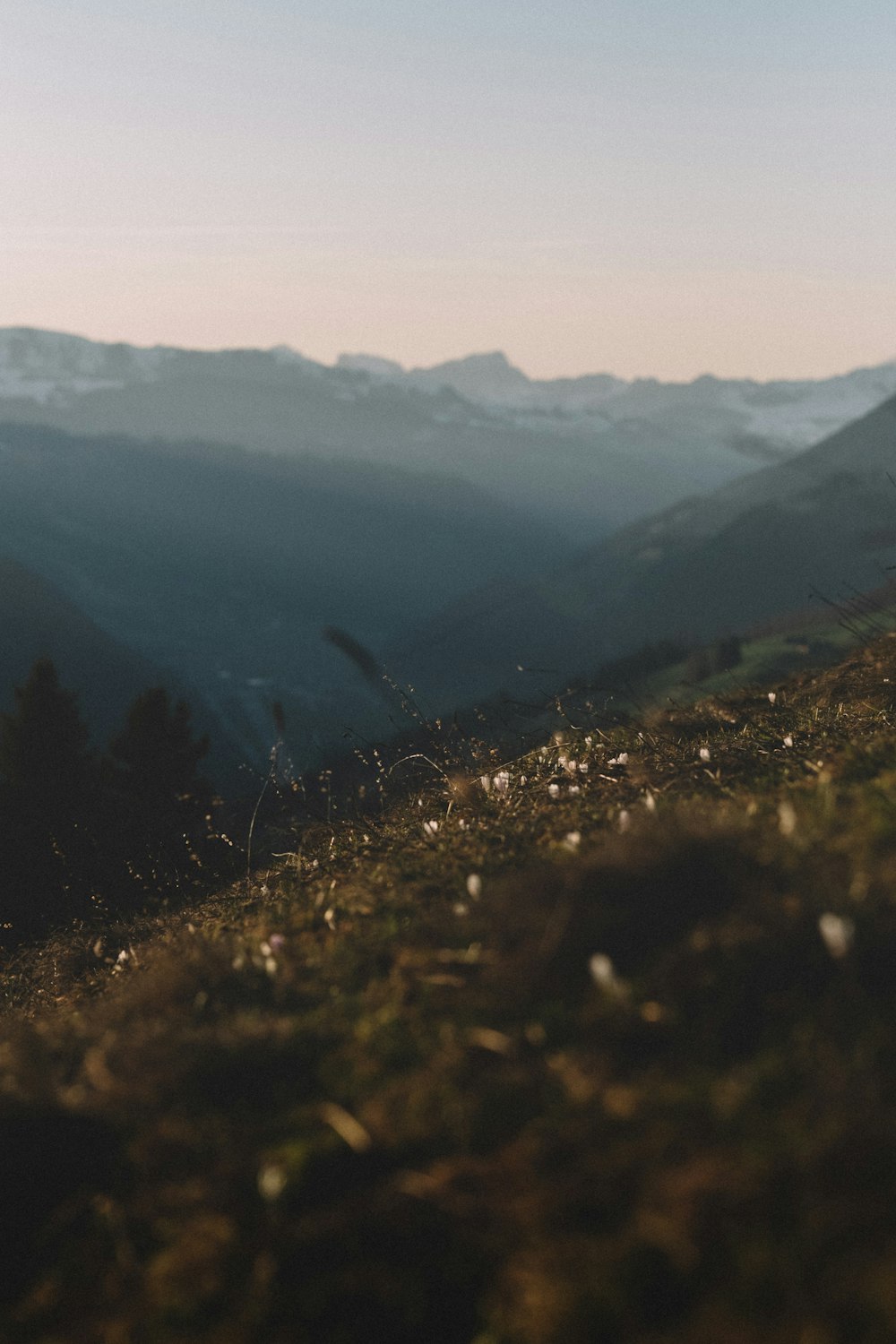 macro photography of green grass on mountain slope