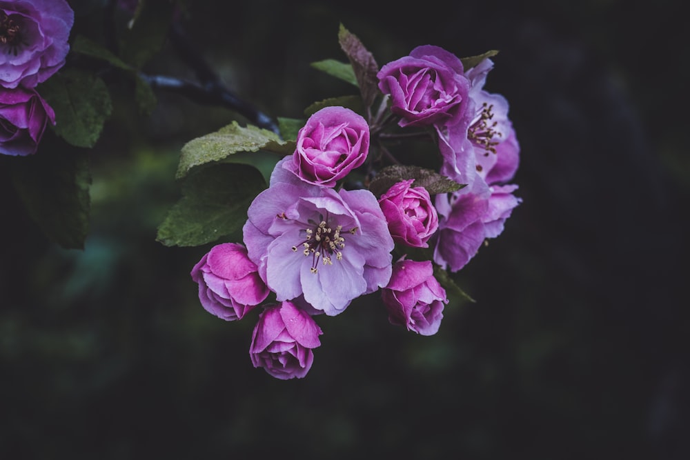 pink flowers on branch