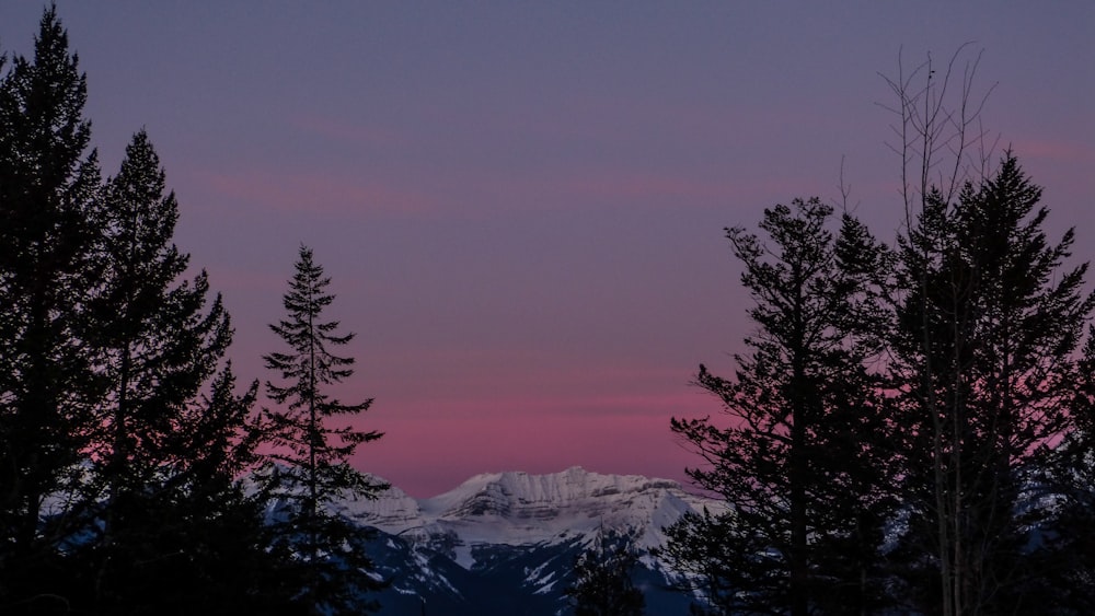 a view of a snowy mountain with trees in the foreground