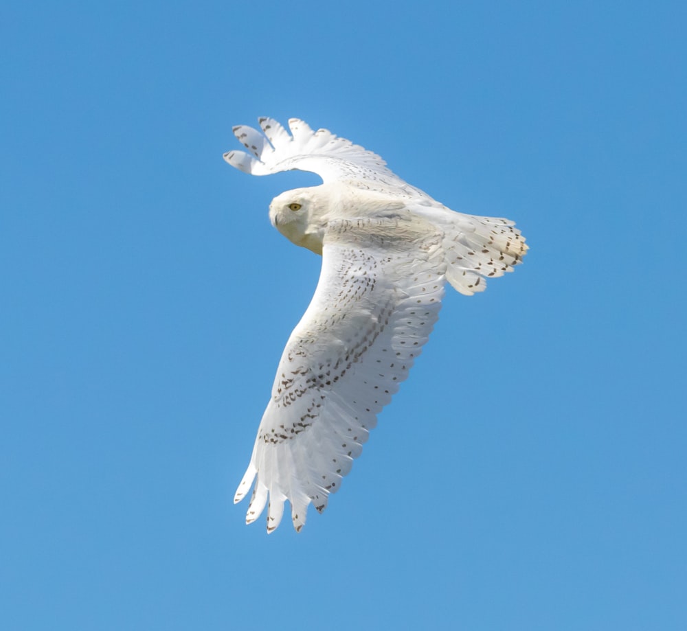 closeup photo of flying white owl