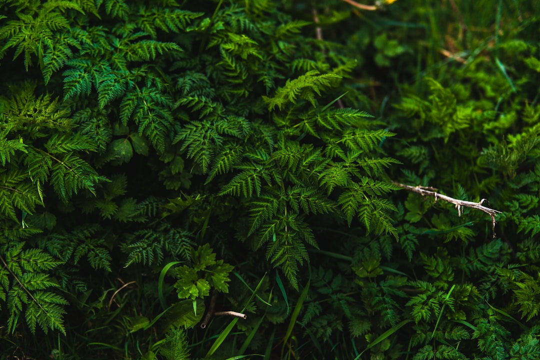 travelers stories about Forest in Glencar Lough, Ireland