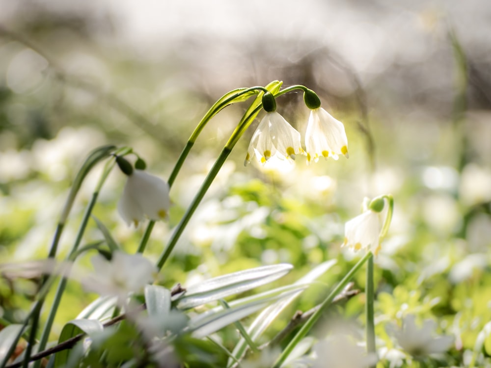 white-and-yellow petaled flowers during daytime