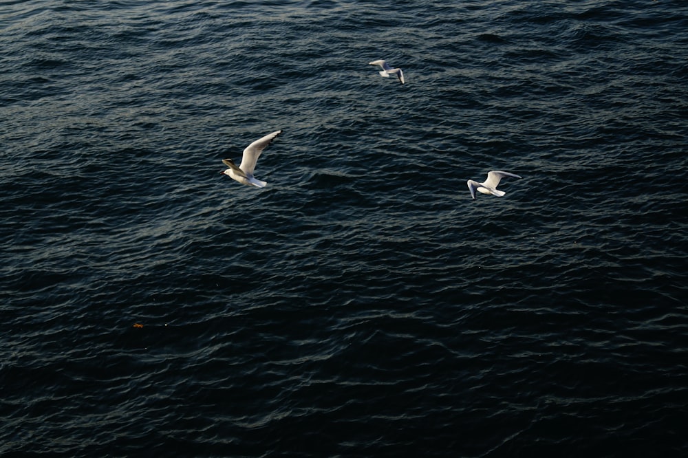 Trois oiseaux blancs en vol au-dessus d’une mer bleue claire