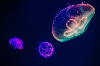 three assorted-color neon jellyfishes