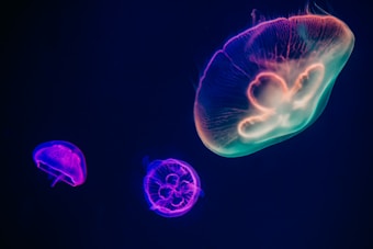 Glow-in-the-dark jellyfish float gently in a deep blue aquatic environment, exhibiting luminescent hues that shimmer with shades of pink, purple, and green. Their translucent bodies reveal intricate patterns and delicate structures, creating a mesmerizing and ethereal display.