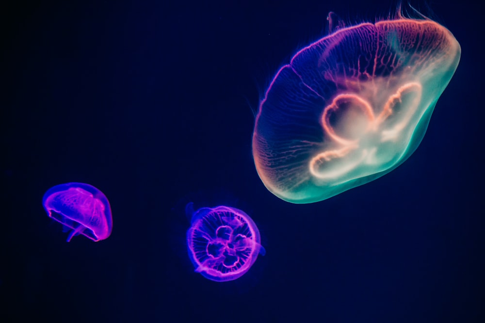 three assorted-color neon jellyfishes