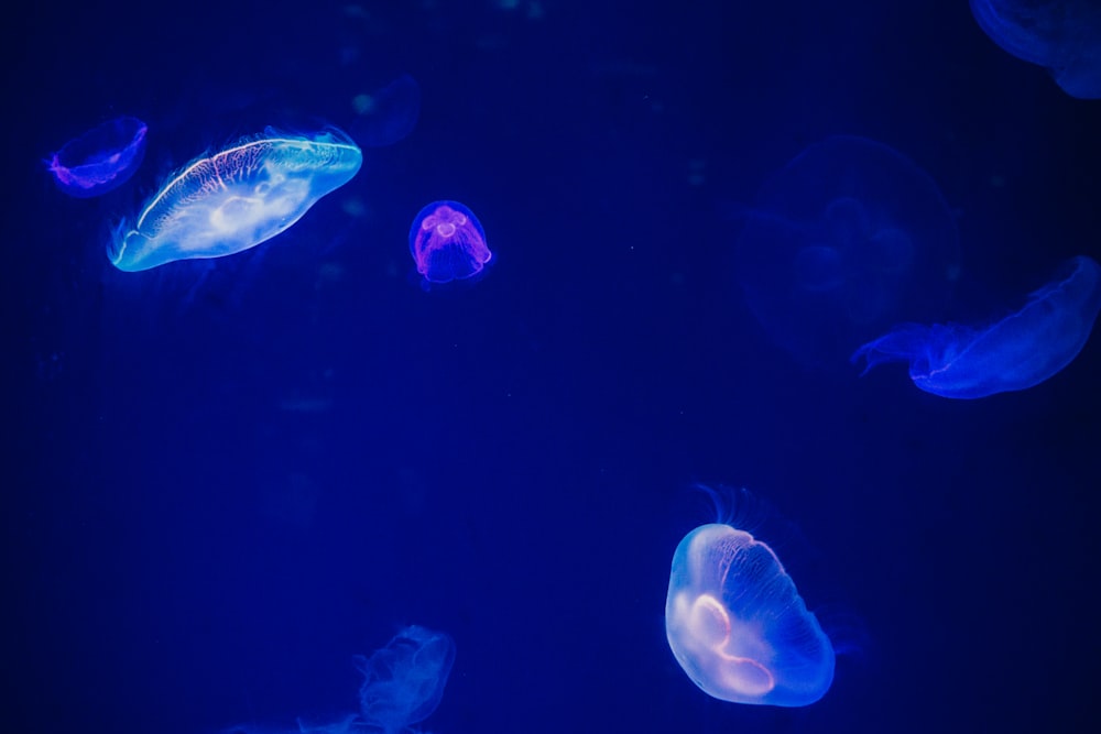 jelly fishes