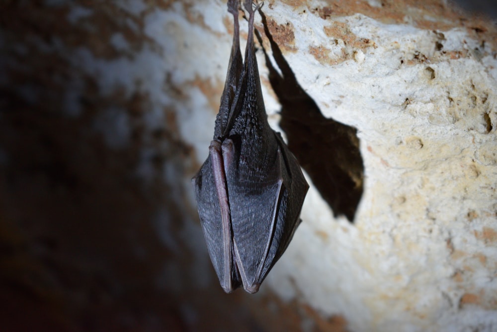 um morcego pendurado de cabeça para baixo em uma rocha