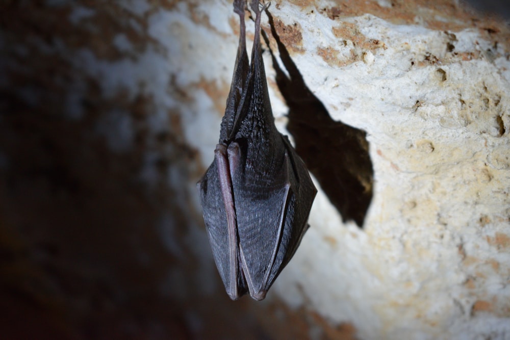 a bat hanging upside down on a rock