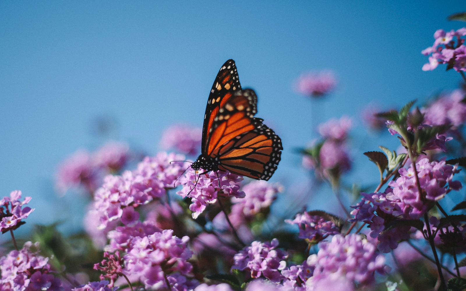 Mariposa monarca posada sobre una flor morada